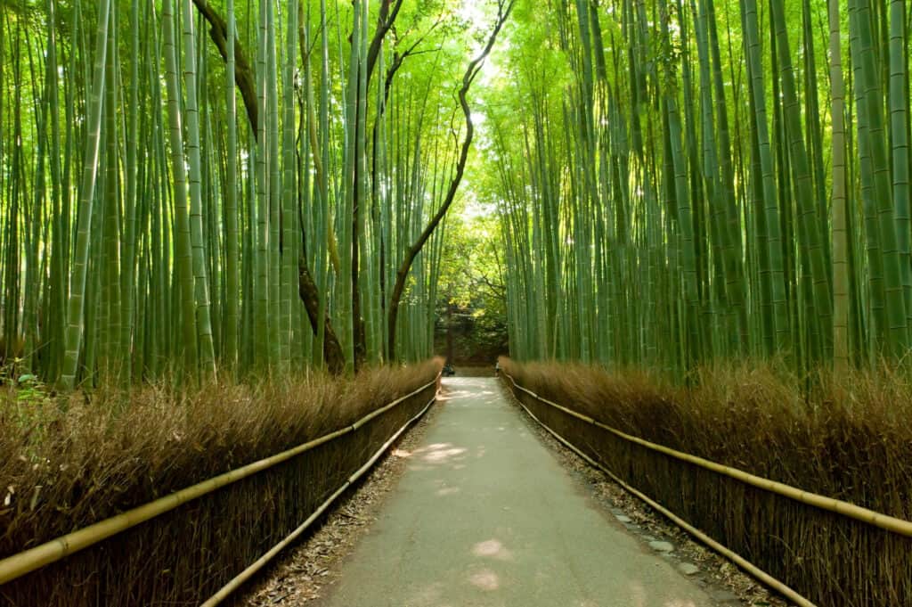 Is Bamboo a Sustainable Building Material? BuilderSpace
