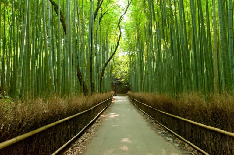 Bamboo Grove